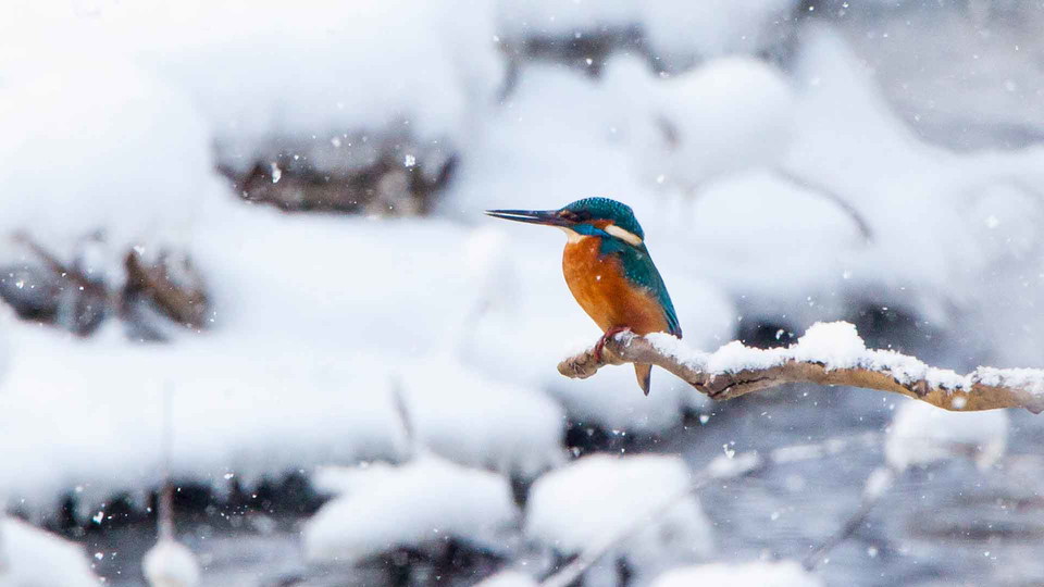 Med lite tur får du se en kungfiskare pila förbi.
