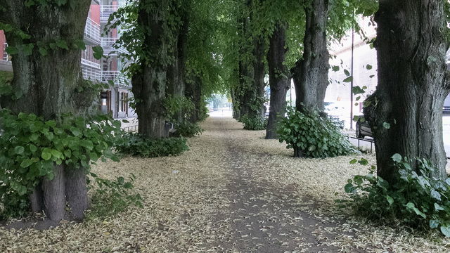 Kulturpromenad Sicklasjön runt