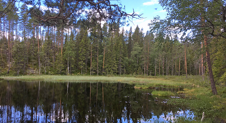 Tjärn. Foto Ingrid Granberg Wirtberg.