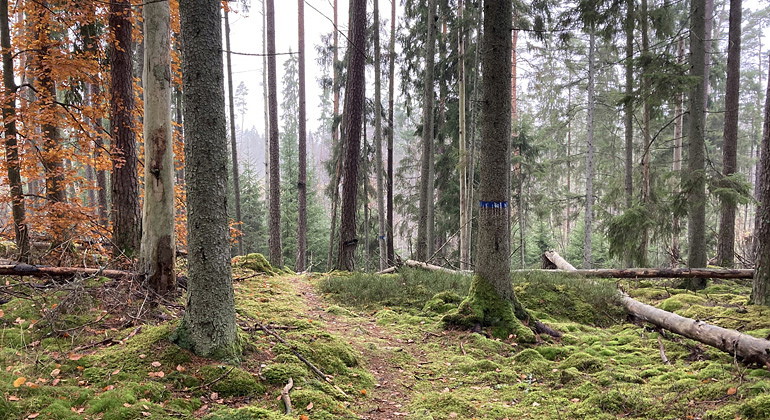 Blå vandringsled.