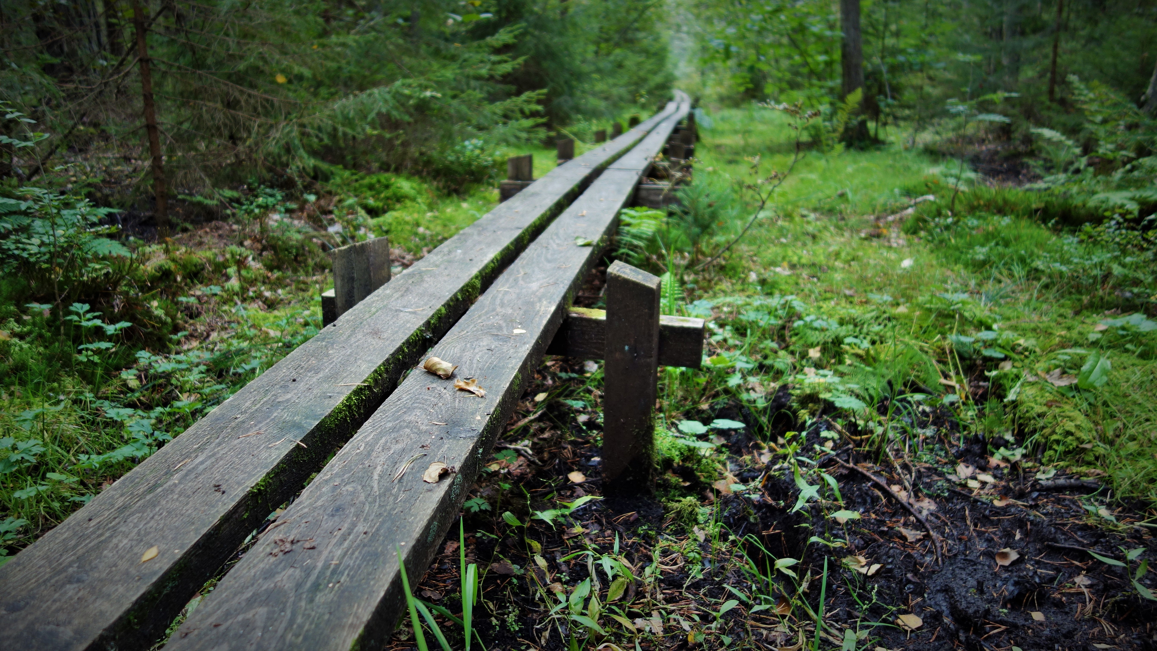 Vidingsjöskogen, Naturreservat