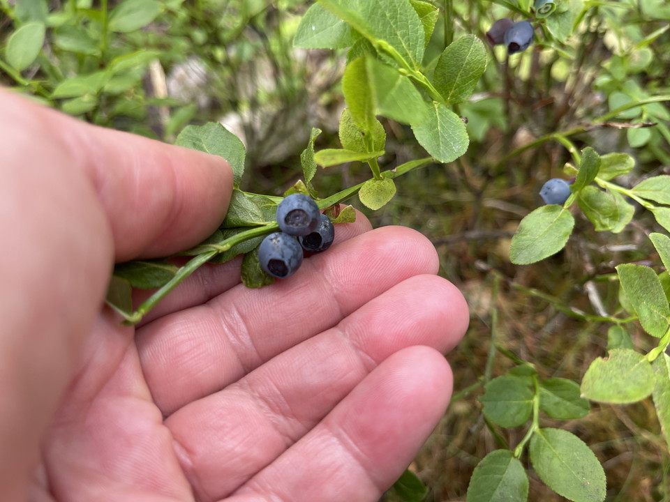 Hand på väg att plocka blåbär.