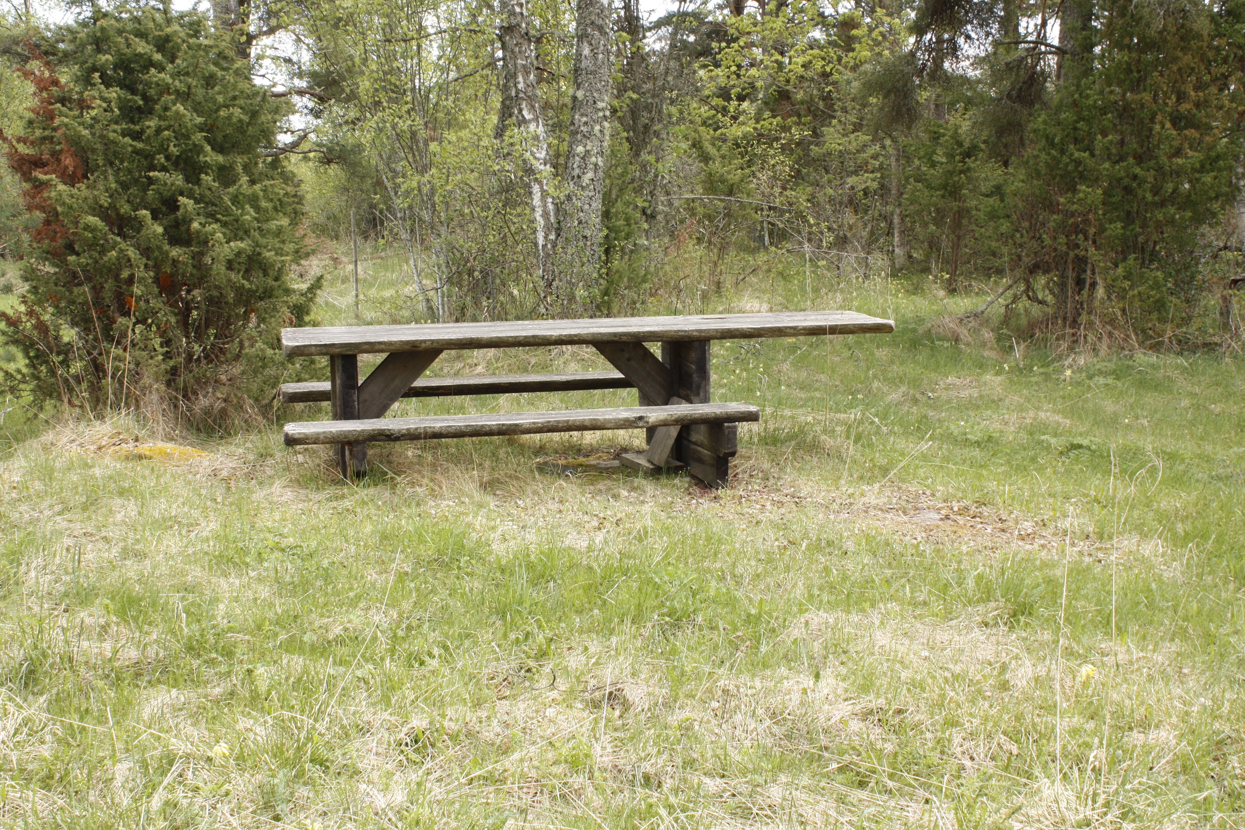 Ett bänkbord står på gräsmark med enbuskar i bakgrunden.