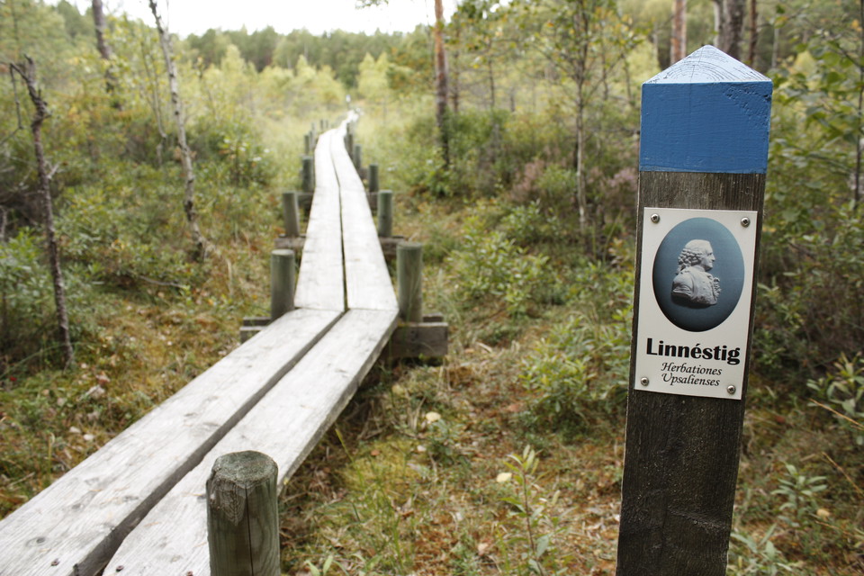 En smal spång går över myrmark. Skogen runtom är tät. I förgrunden står en stolpe med markering för Linnéstigen.