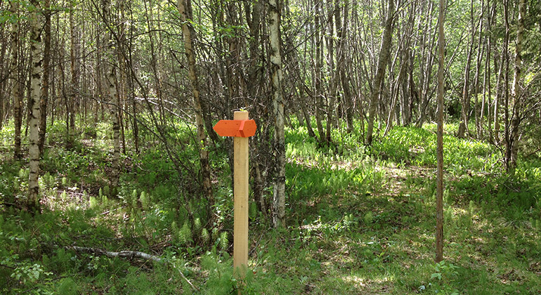 Ledmarkering genom lövdominerad skog med hög artrikedom.