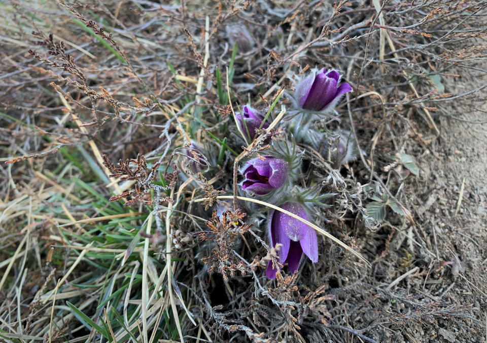 Backsippor i mängder gör Nordians hög extra vacker om våren. 