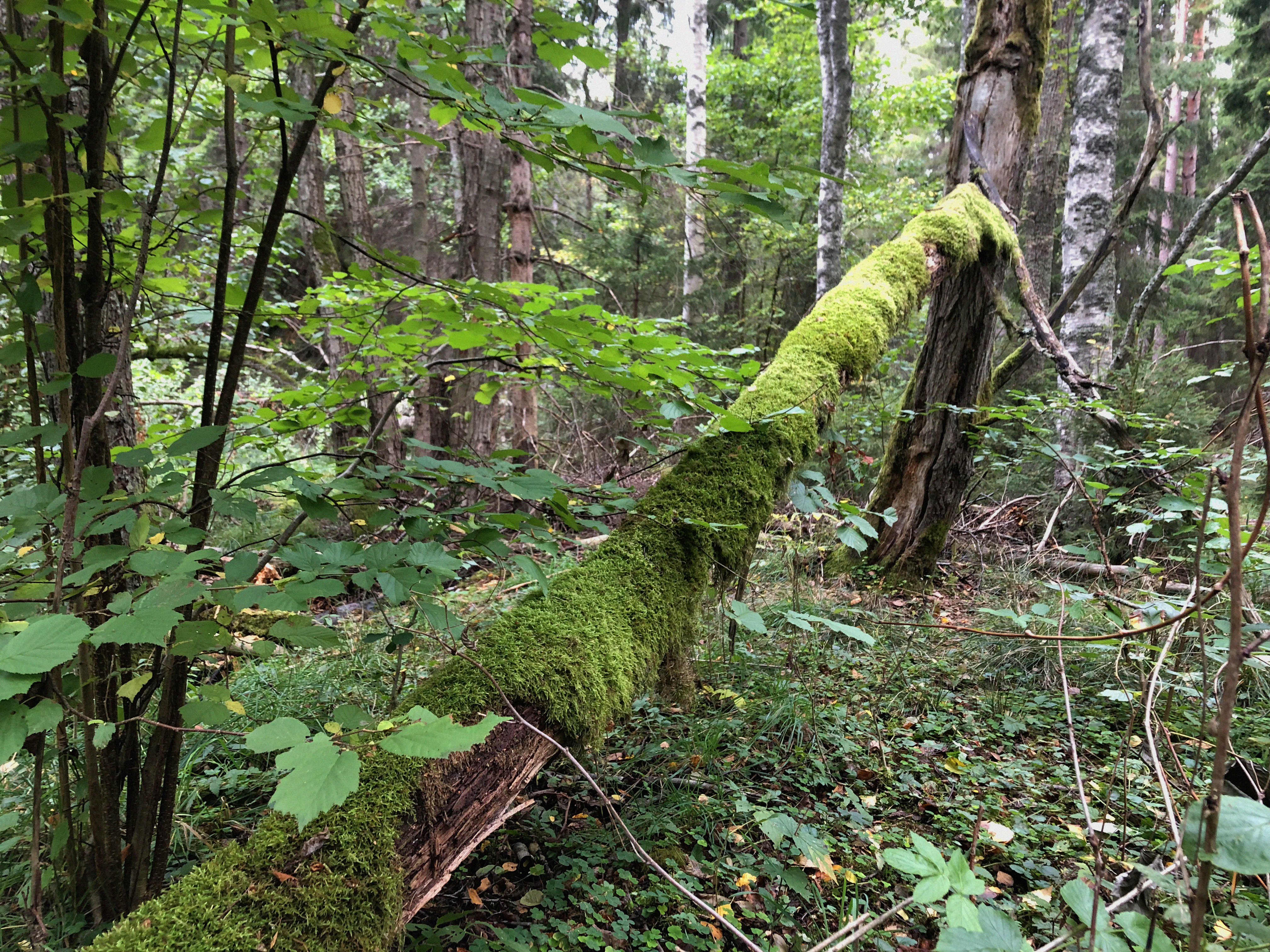 Mossbeklätt dött träd som fallit i skogen.