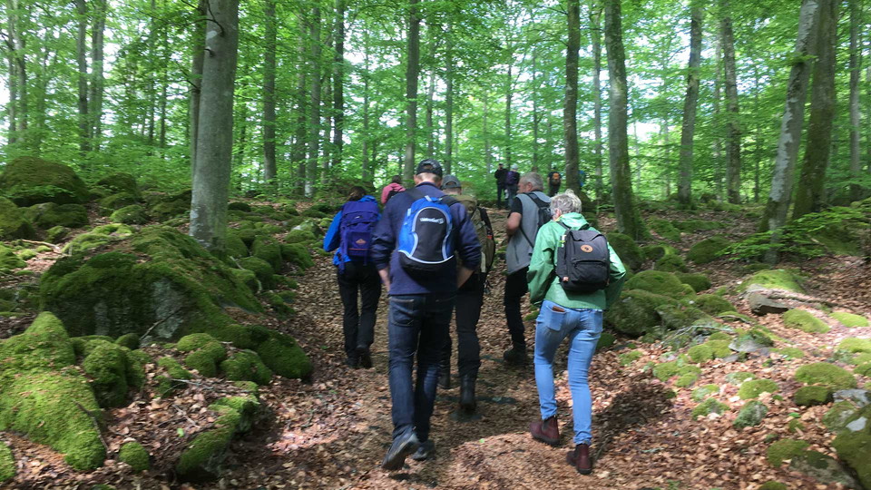 Ett gäng vandrar uppför en stenig backe i ljusgrön bokskog.