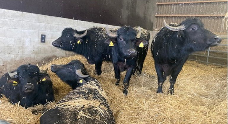 Vattenbufflar som betar dammbottnen i Hovdala sommartid.