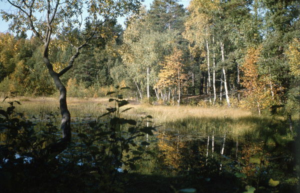 Sandakärret