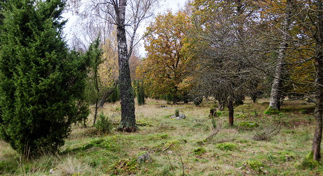 Jällabjär, Naturreservat