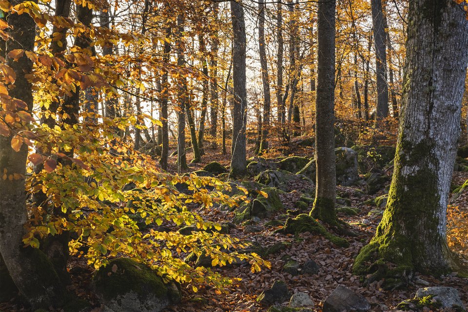 Stenig mark och träd med höstfärgade löv i solljus