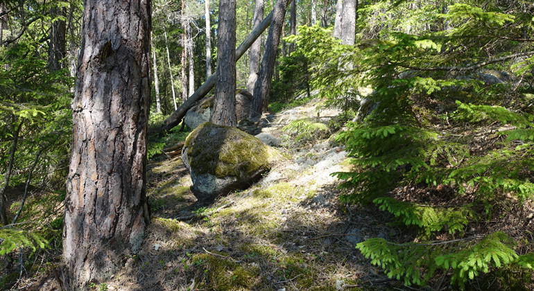 Herrsjöskogen, Naturreservat