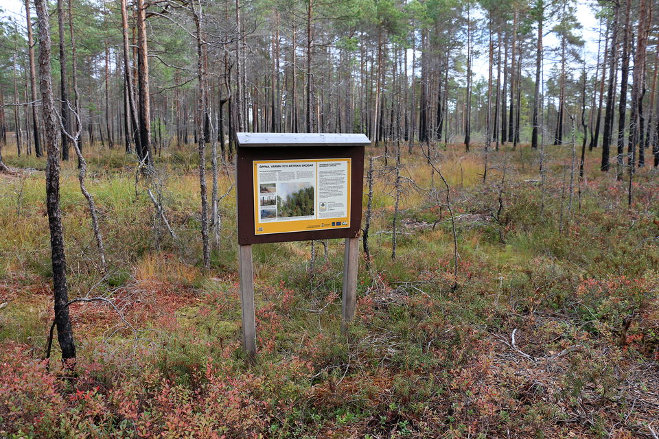 Skylt bland smala och brända trädstammar.