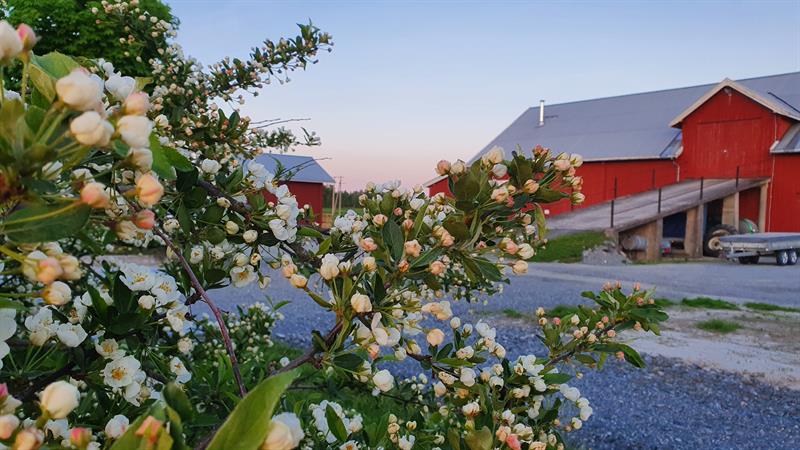 Blomster foran låve