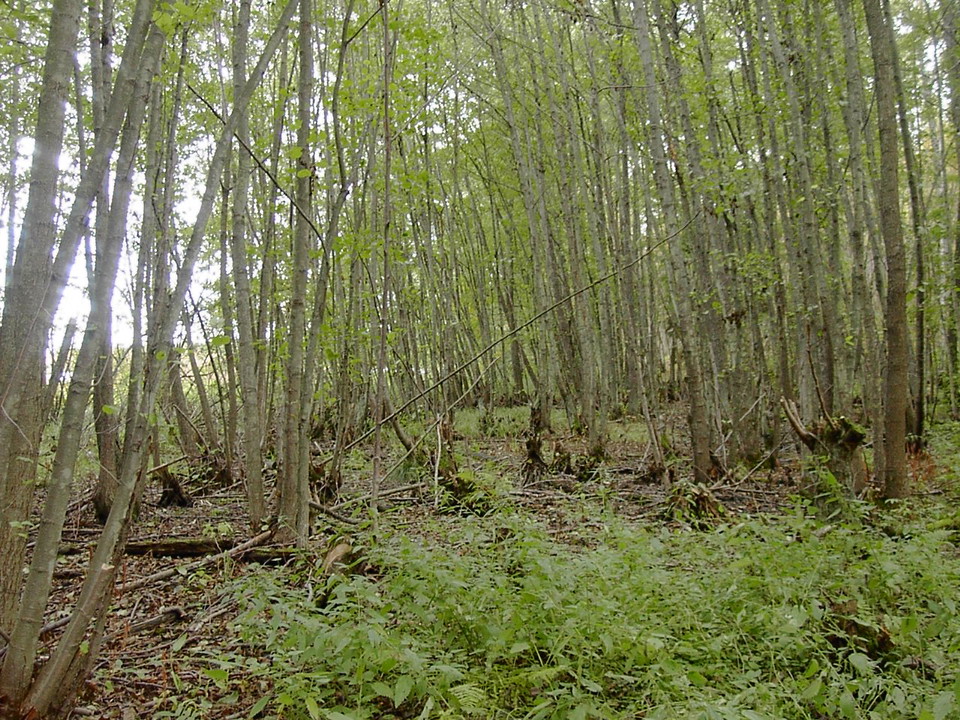 Alsumpskog vid Trolldalen. Foto Lidingö stad.
