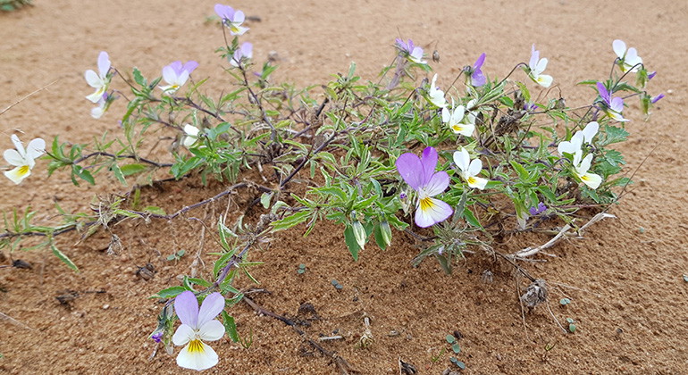 blommor i sanden