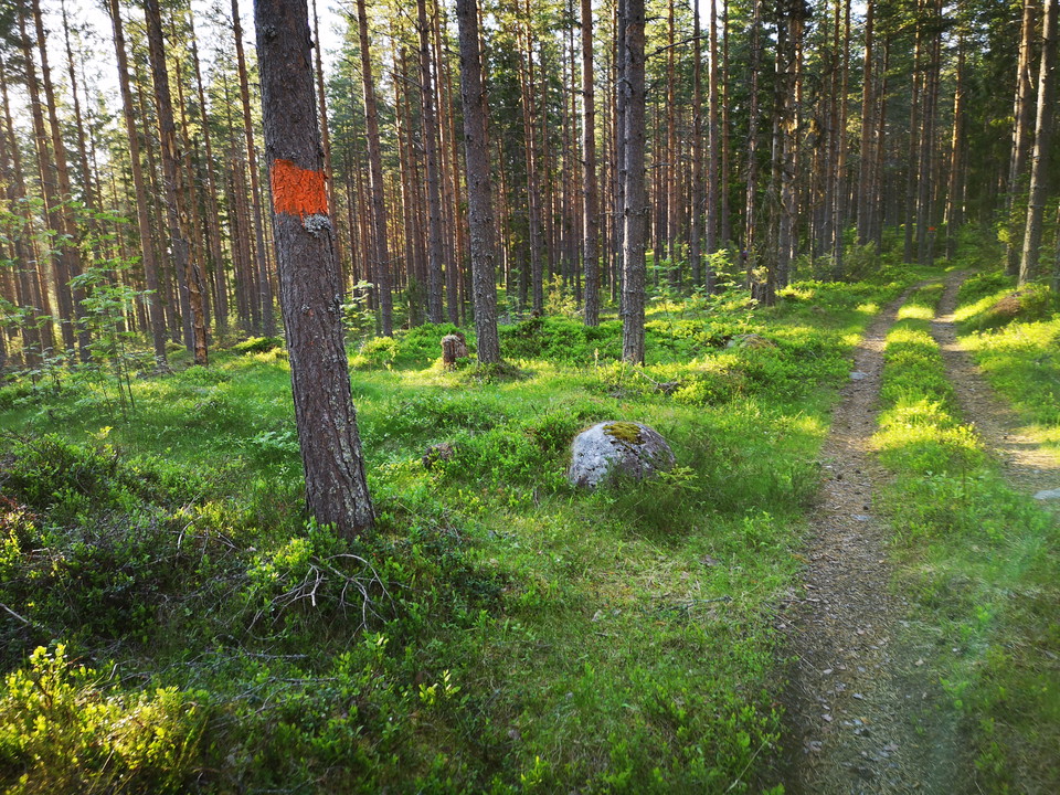 Mellan Sellbergsvallen och Nyvallen