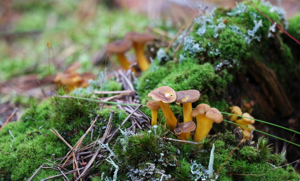 Trattkantareller växer i mossa.