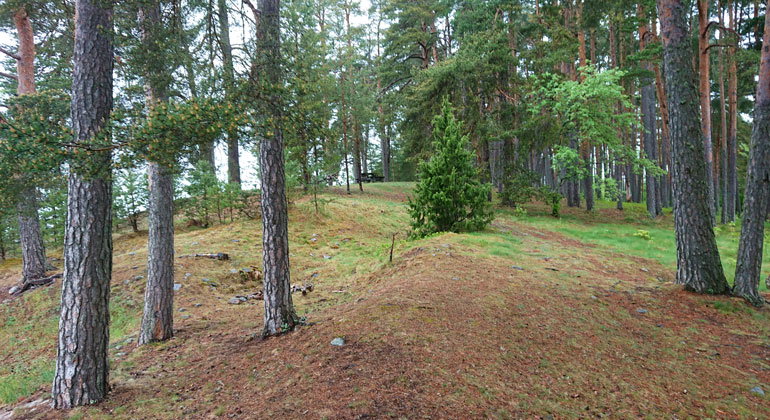 Tallarna på åsen är kraftiga och vackra. Slå dig ned vid rastplatsen och njut av dem en stund. Och tänk på den tjocka isen som en gång sakta drog fram över landet och formade denna ås.