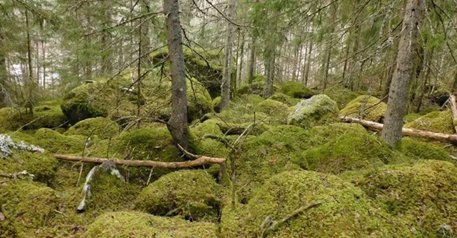 Skullebo naturreservat