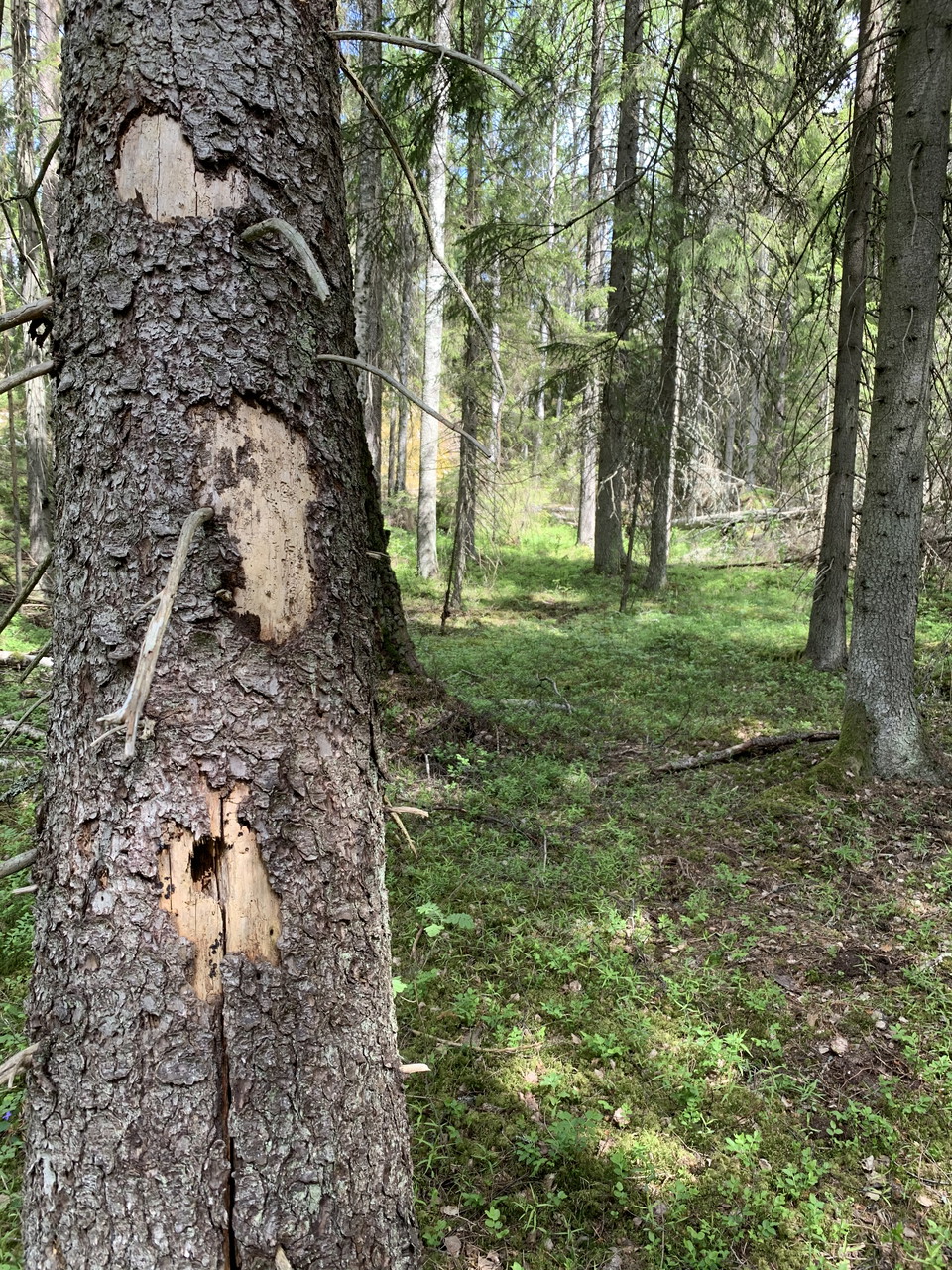 Död ved ger både mat och boplatser för många arter i Gullunge naturreservat. 