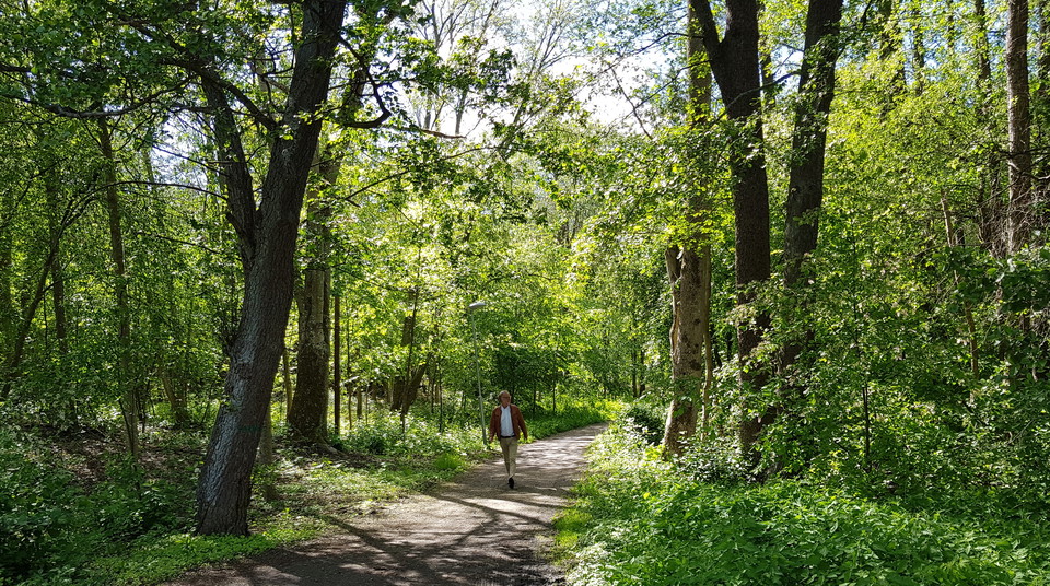Lövskog i Askrike i slutet av loppets andra mil. Foto Lidingö stad