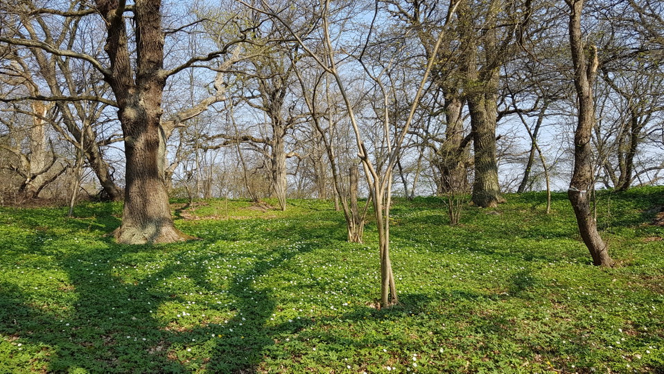 Vår i Larsbergs ekbacke. Foto Lidingö stad