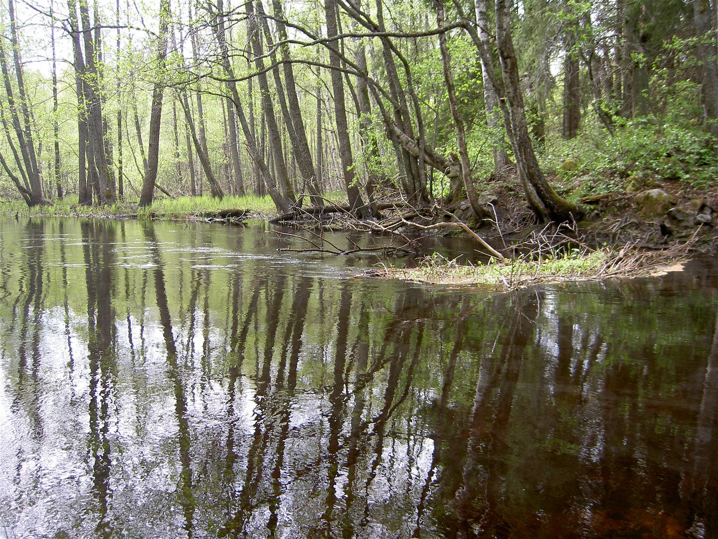 En vattenfylld kanal går genom skogen.