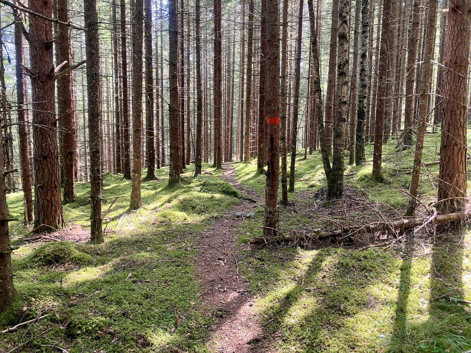 Leden går på den västra sidan genom tät skog