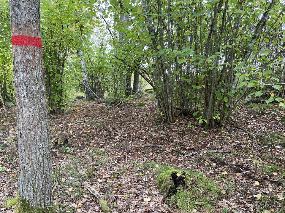 Trädstam med rödmålat band runt stammen.