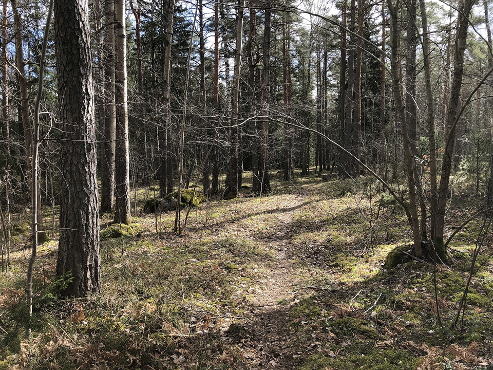 Stig bland träd.