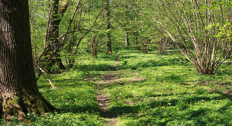 Stig i skogen i Prästängens naturreservat.