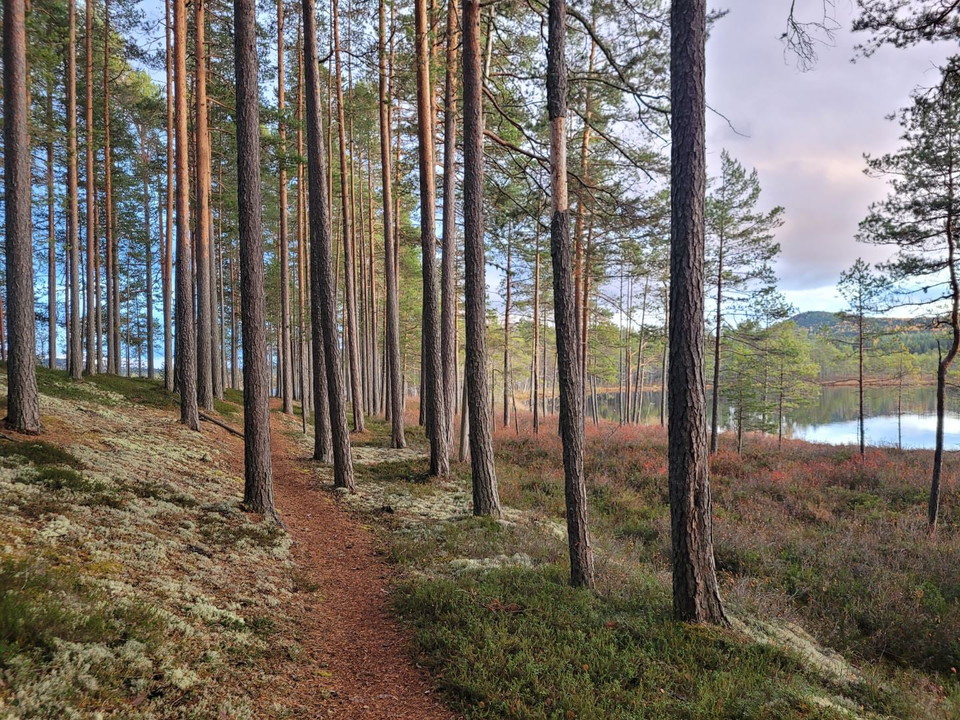 En stig genom en skog.