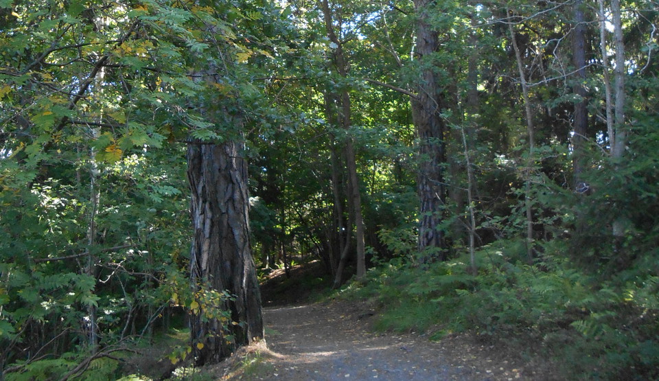 Lidingöloppsspåret norr om Ekholmsnäsbacken. Foto Lidingö stad