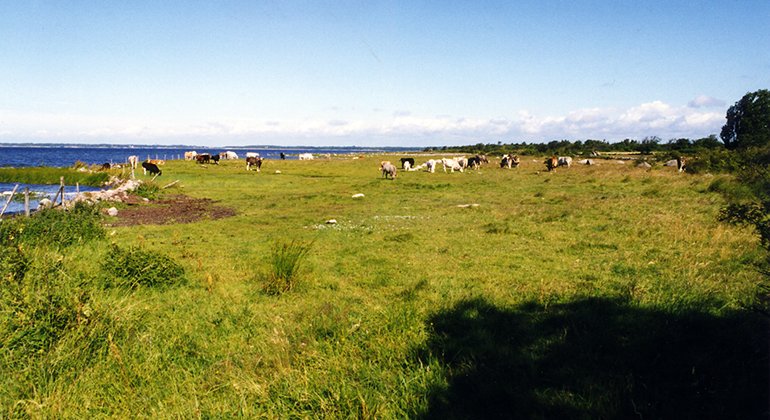 Torhamns udde naturreservat
