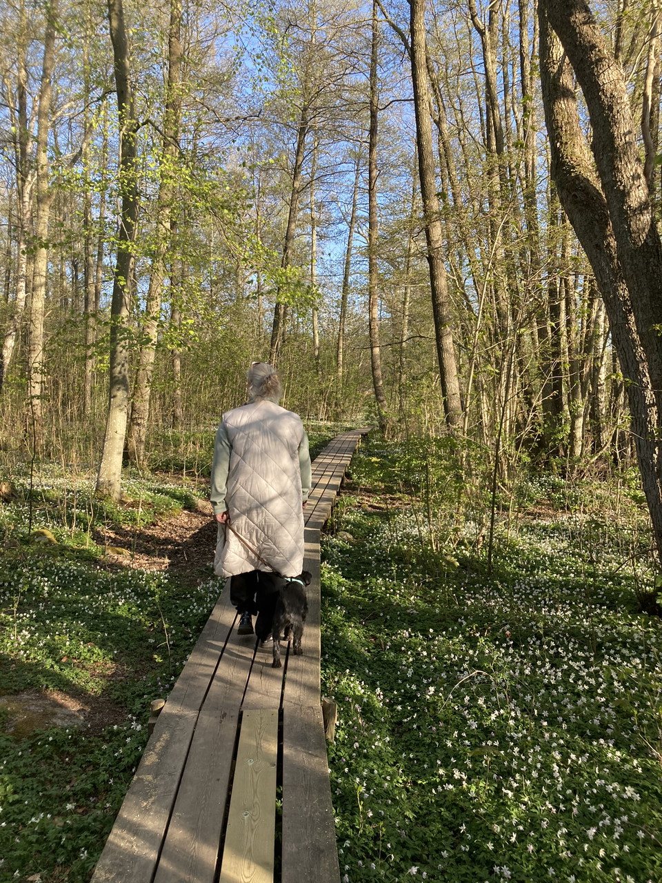 Spång på leden runt Bastasjön