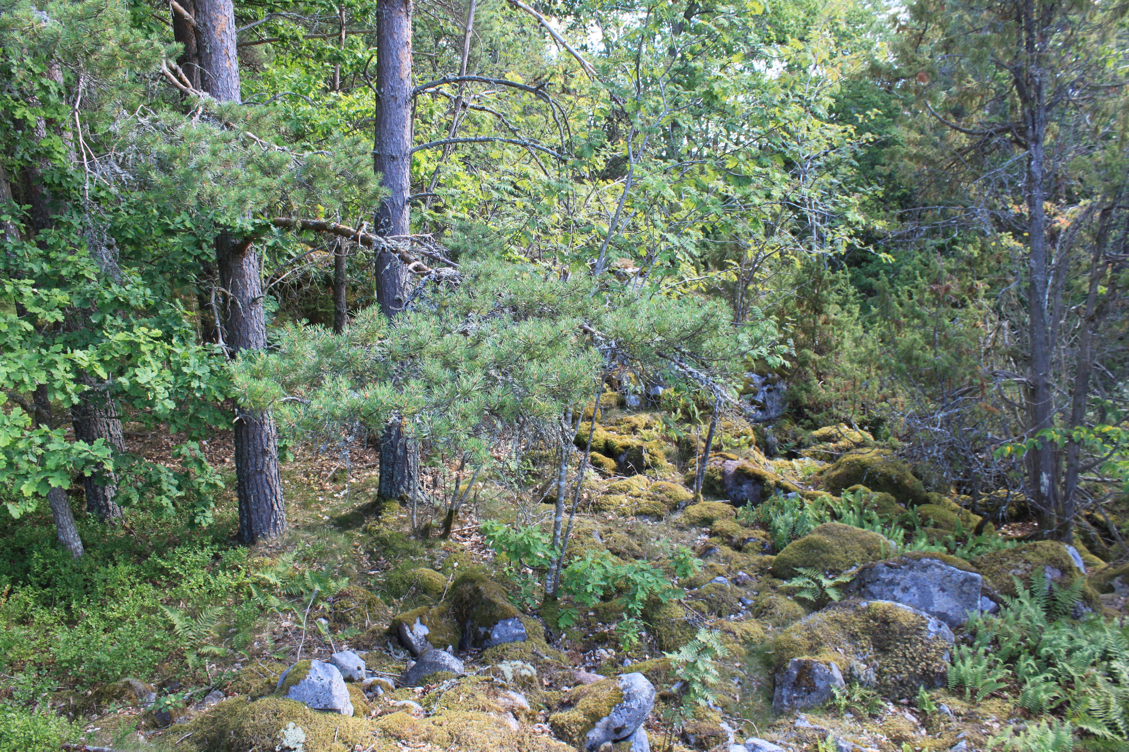 En kuperad terräng med många större stenar som är delvis täckta av mossa. Runtomkring är det skog.