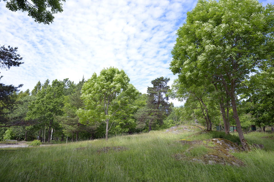 Ängsmarker i Orhem