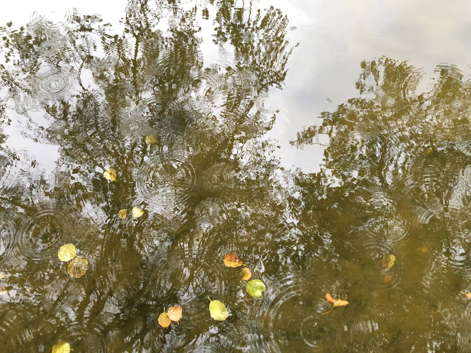 Träd som speglar sig i en vattenyta.