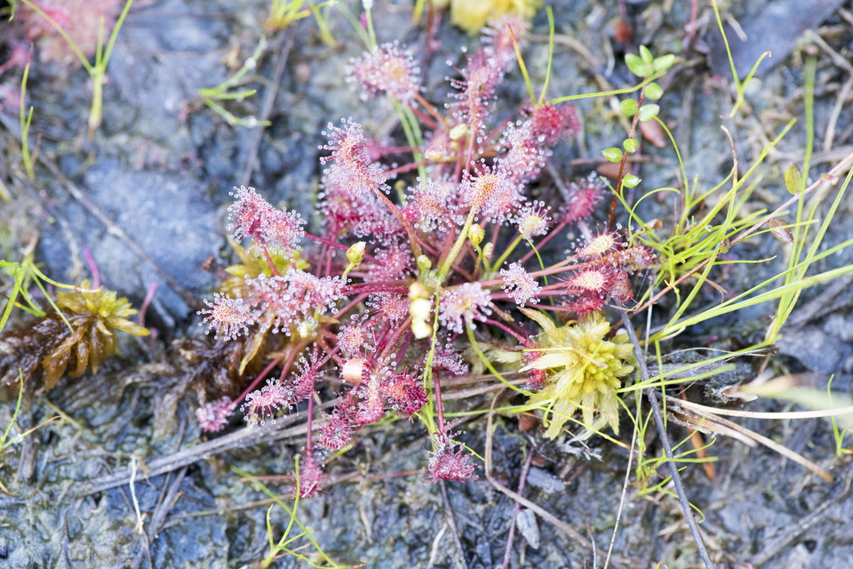 Många ovanliga växter trivs vid Bårsjön. Småsileshår.