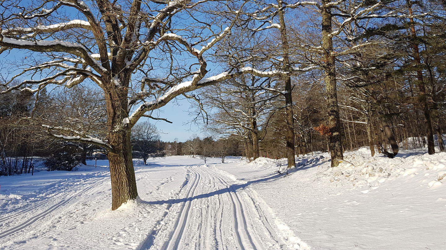 Ek och skidspår vid Koltorp. Foto Lidingö stad