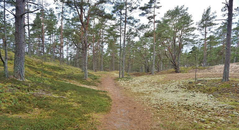 Stig i tallskogen.