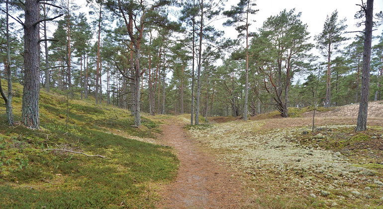 Stig i tallskogen.