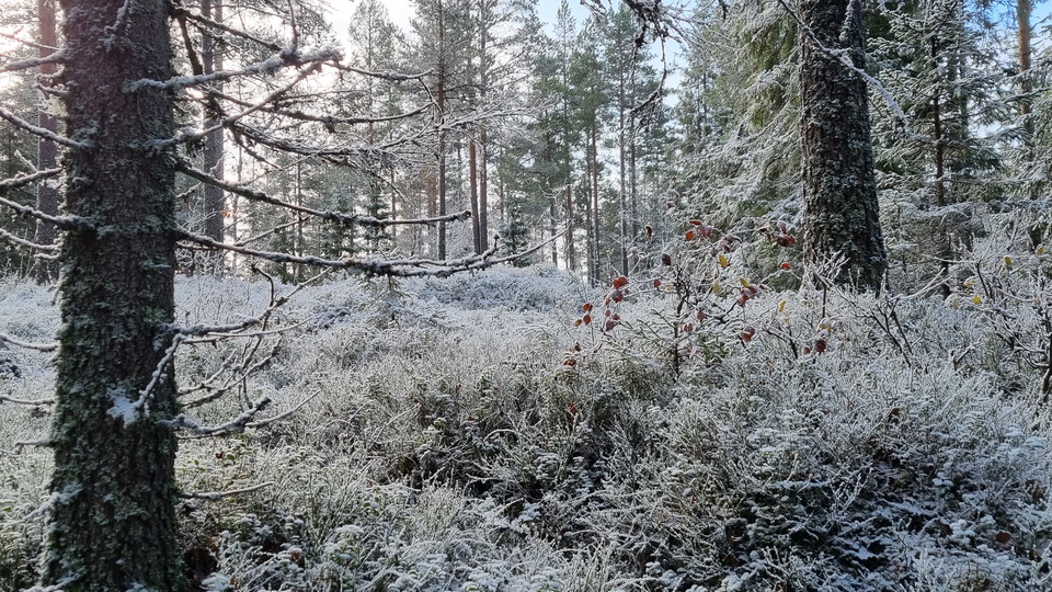 Barrträd och blåbärsris under tunt snötäcke.