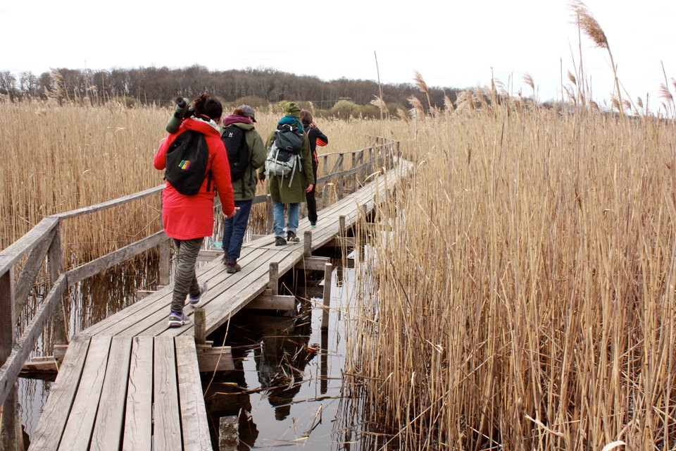 Fyra personer går på en träspång med handräcke på ena sidan. På båda sidor av spången växer hög vass.
