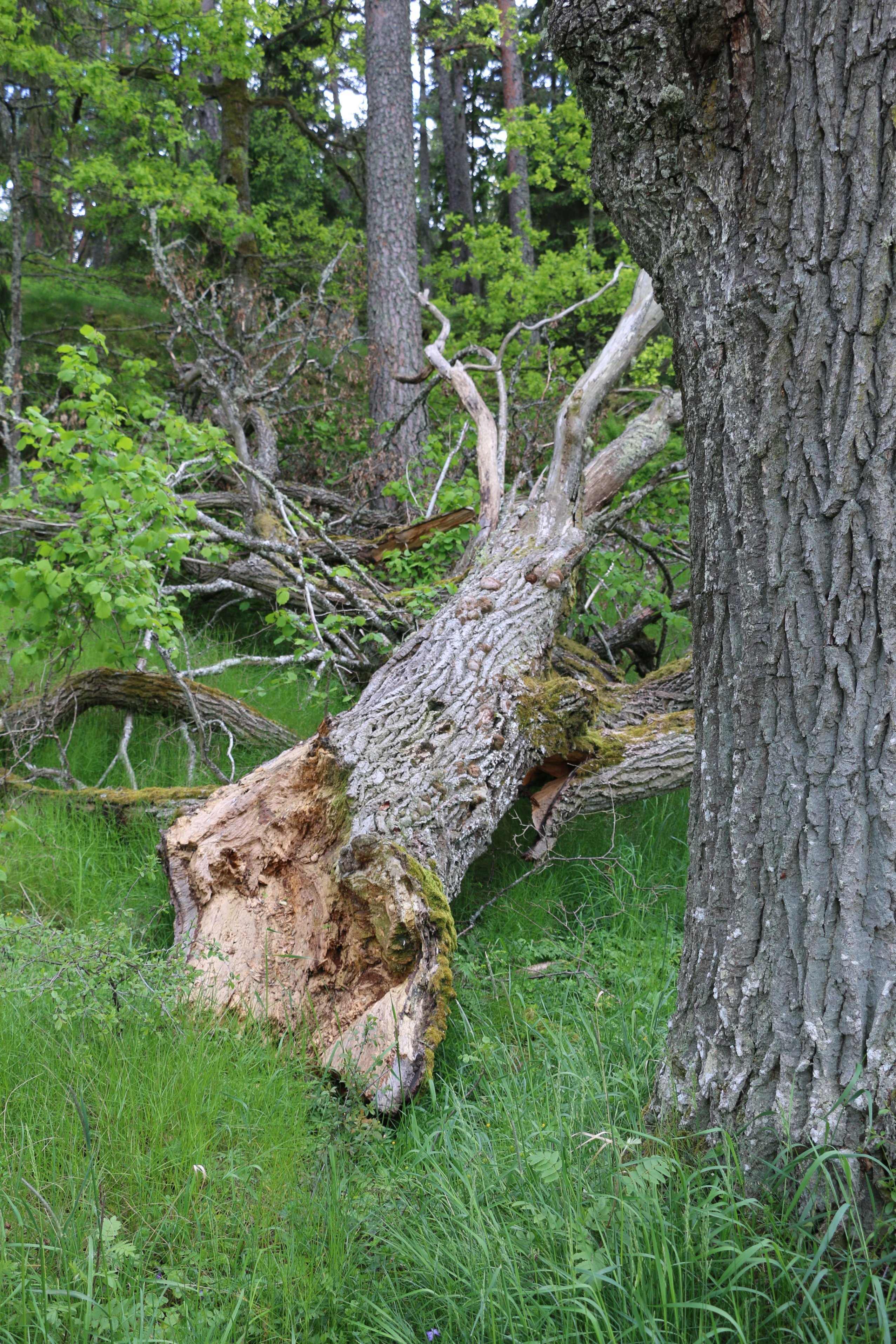 Stort gammalt träd som fallti till marken.