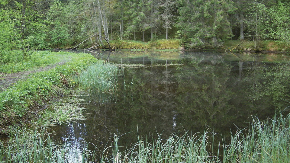 Fiskdamm