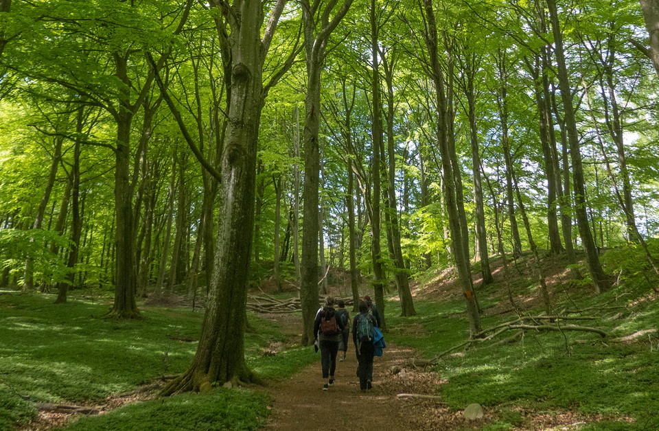 fem personer sedda bakifrån promenerar genom högrest bokskog