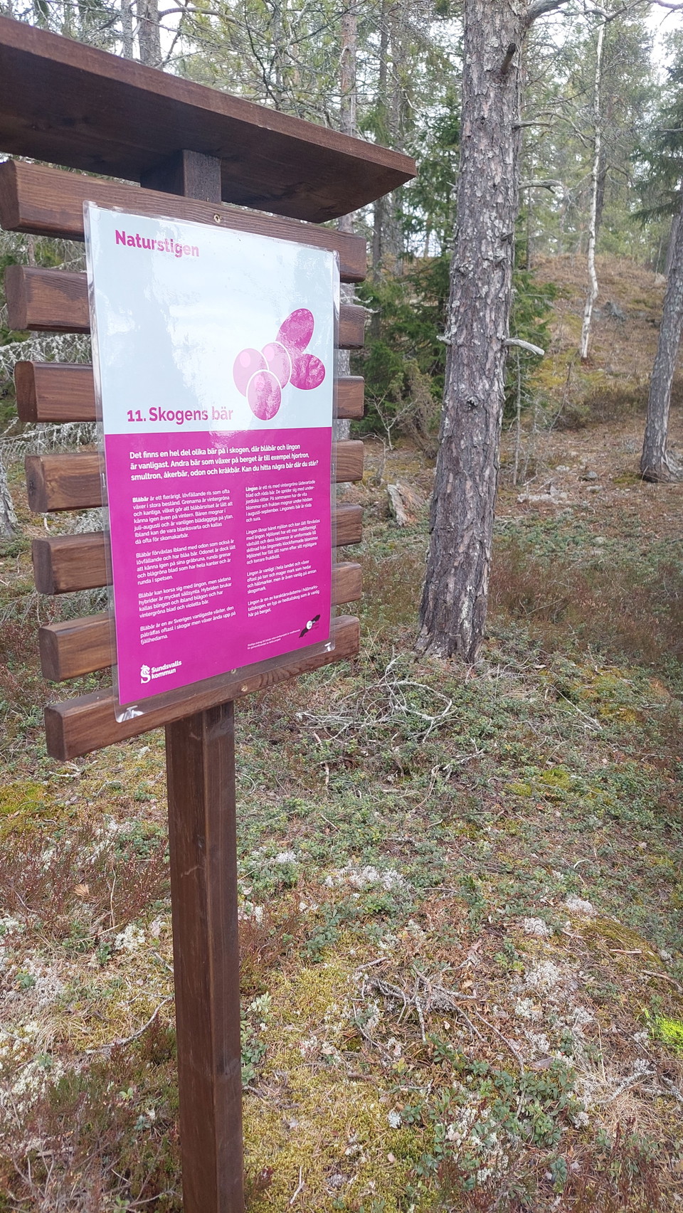 Informationstavla om skogens bär